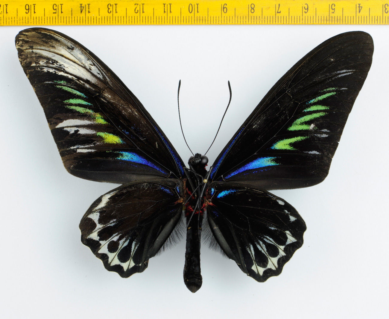 Trogonoptera brookiana albescens (verso, gynandromorph) (Internet Image property of respective owner, non-commercial use only)